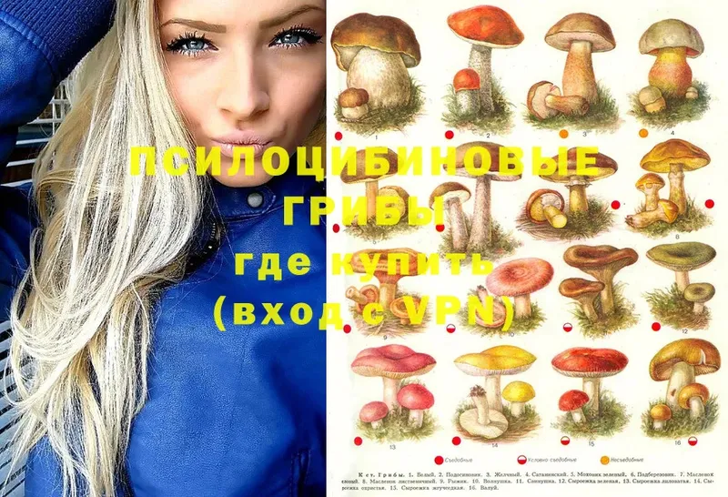 Псилоцибиновые грибы Cubensis Елабуга